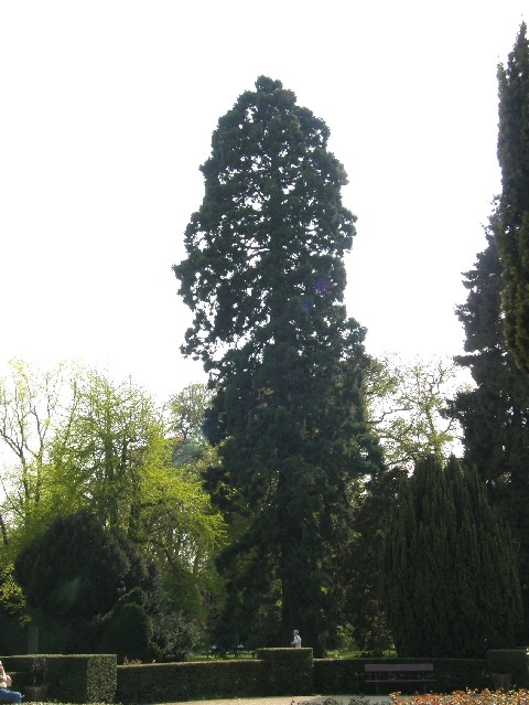 Plus grand arbre de Metz - Séquoia Géant du Jardin Botanique